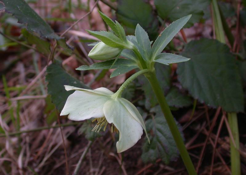 Helleborus viridis sl.